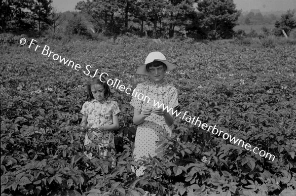 IN THE POTATO FIELDS  KATHLEEN HASLAM